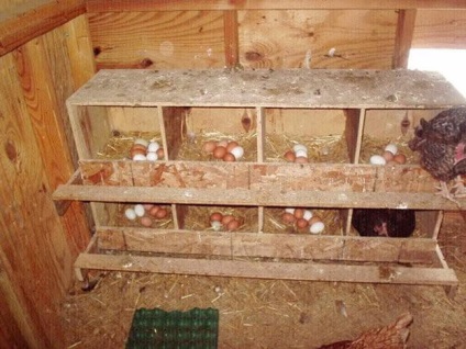 Născute și cuiburi pentru schemele proprii de găină și elemente utile