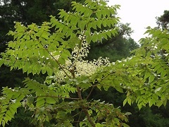 Tinctura aralia - instrucțiuni, indicații, metode de aplicare