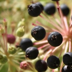 Tinctura proprietatilor medicinale si contraindicatii ale lui Aralia Manchurian, beneficii si rau, instructiuni