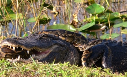 Parcul National Everglades, Miami - atractii turistice, orase din SUA