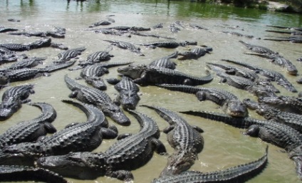 Parcul National Everglades, Miami - atractii turistice, orase din SUA