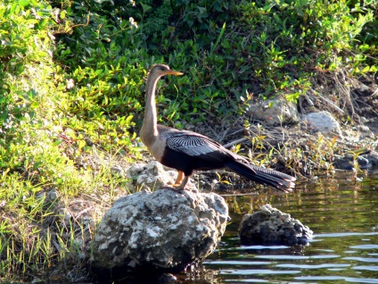 Everglades National Park în Florida (Statele Unite ale Americii) fotografii, descriere, locații interesante