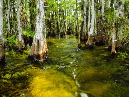 Everglades National Park în Florida (Statele Unite ale Americii) fotografii, descriere, locații interesante