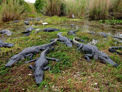 Everglades National Park în Florida (Statele Unite ale Americii) fotografii, descriere, locații interesante