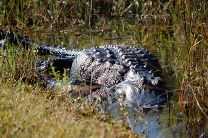 Everglades National Park în Florida (Statele Unite ale Americii) fotografii, descriere, locații interesante