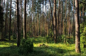 Nemzeti Park 