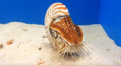 Nautilus pompilius, lumea animalelor și plantelor