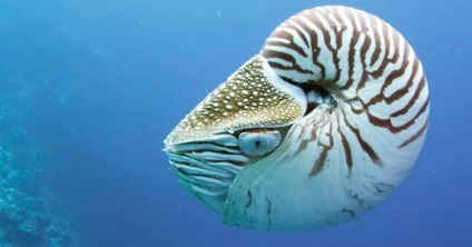 Nautilus pompilius, lumea animalelor și plantelor