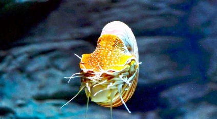 Nautilus pompilius, lumea animalelor și plantelor