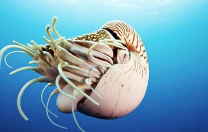 Nautilus pompilius, lumea animalelor și plantelor