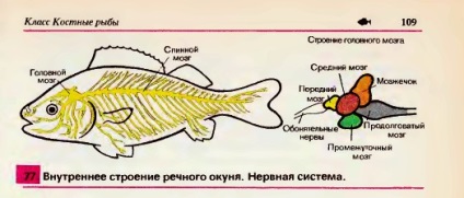 Sistemul nervos, organele senzoriale și comportamentul peștilor