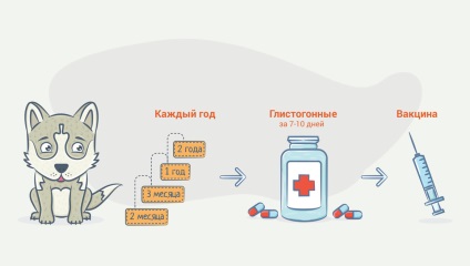 Aveți nevoie de vaccinări pentru câini și de primele vaccinări pentru cățeluși?