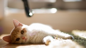 Wallpaper pisică, pisică, animal, pisică lână gri, cu ochi galbeni