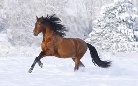 Imagini de fundal cu cai pentru desktop