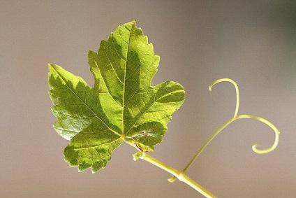 Prelucrarea frunzelor de struguri pe a cincea vulpe, vara, toamna