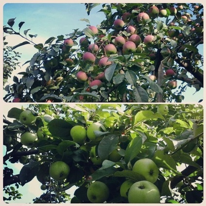 Tunsul copacilor de măr atunci când este cel mai bun în toamnă sau primăvară