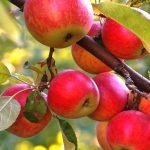 Tunsul copacilor de măr atunci când este cel mai bun în toamnă sau primăvară