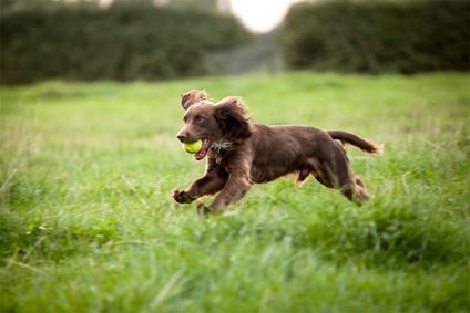 Privire de ansamblu a câinilor din rasa rus spaniel descrierea standardului, îngrijire și fotografie cu recenzii