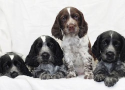 Privire de ansamblu a câinilor din rasa rus spaniel descrierea standardului, îngrijire și fotografie cu recenzii