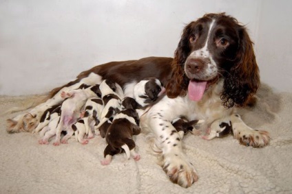 Privire de ansamblu a câinilor din rasa rus spaniel descrierea standardului, îngrijire și fotografie cu recenzii