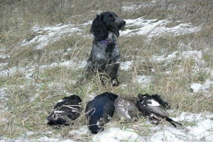 Privire de ansamblu a câinilor din rasa rus spaniel descrierea standardului, îngrijire și fotografie cu recenzii