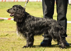 Privire de ansamblu a câinilor din rasa rus spaniel descrierea standardului, îngrijire și fotografie cu recenzii