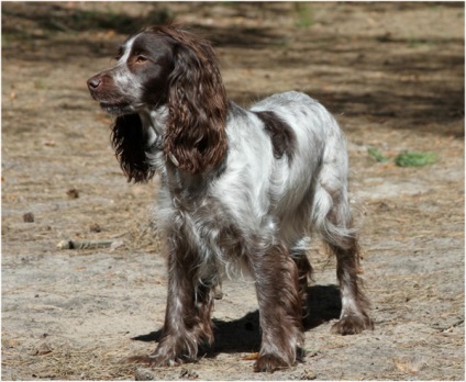 Privire de ansamblu a câinilor din rasa rus spaniel descrierea standardului, îngrijire și fotografie cu recenzii