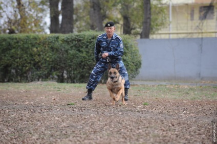 Într-o zi în viața unui câine de serviciu