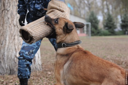 Într-o zi în viața unui câine de serviciu