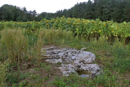 Site-ul oficial al parcului național - Belovezhskaya Pushcha - partea de nord a Belovezhskaya Pushcha este deschisă