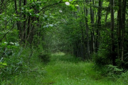 Site-ul oficial al parcului național - Belovezhskaya Pushcha - partea de nord a Belovezhskaya Pushcha este deschisă