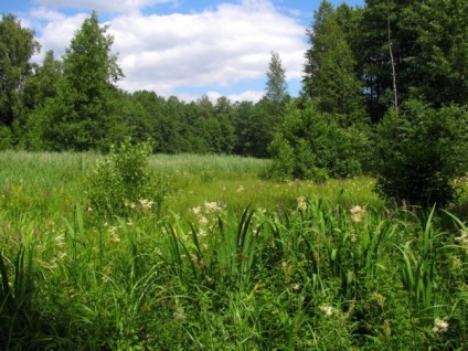 Site-ul oficial al parcului național - Belovezhskaya Pushcha - partea de nord a Belovezhskaya Pushcha este deschisă