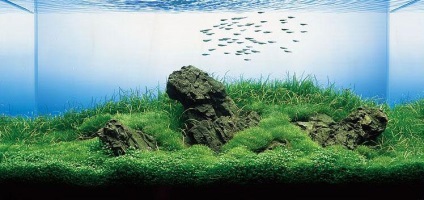 Decorarea unui acvariu in stil japonez