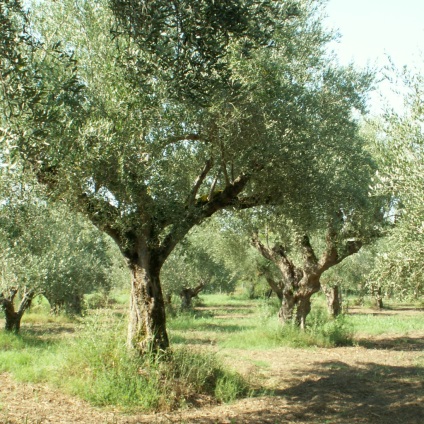 Olive - simbolul Greciei