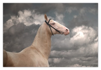 Despre cai cu sudoare sângeroasă - o reflecție