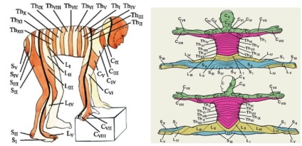 Amorțeală și pierderea sensibilității la osteochondroză