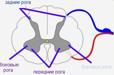 Amorțeală și pierderea sensibilității la osteochondroză