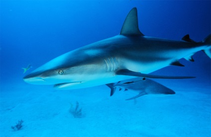 Ele se înmulțesc! 5 fapte brutale despre rechinii sexuali pe care tocmai nu le știai