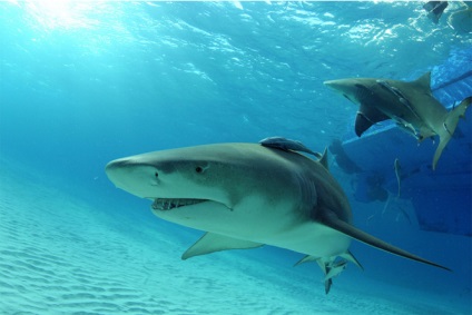 Ele se înmulțesc! 5 fapte brutale despre rechinii sexuali pe care tocmai nu le știai