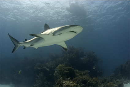 Sokszorozódnak! 5 brutális tények a nemi cápákról, amiket csak nem tudtok