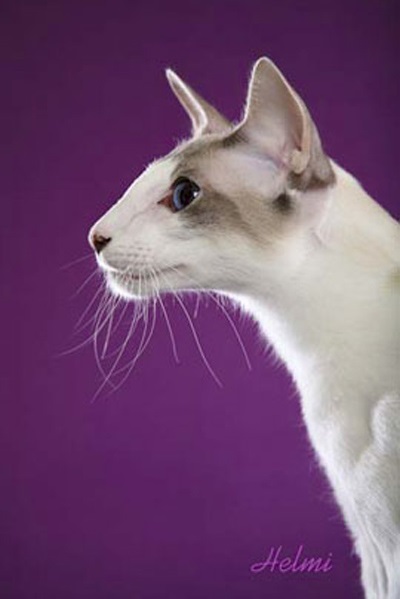 Descrierea și caracterul pisicilor balineze, cum arată pisicile