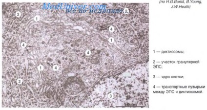 Sistemul musculoscheletal al celulei