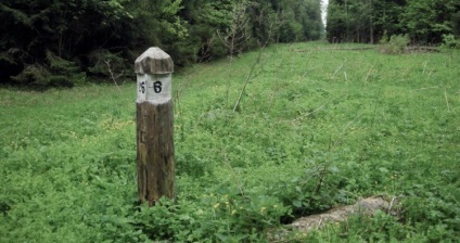 Orientarea în pădure ca să nu se piardă în trei pini