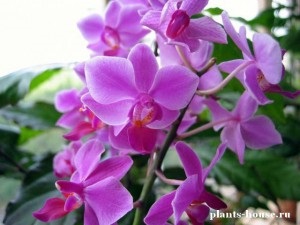 Orchid -uhod и засаждане на закрито