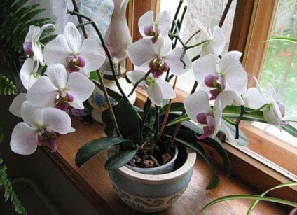 Orchid грижи в дома и особености на отглеждането