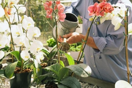 Orchid грижи в дома и особености на отглеждането