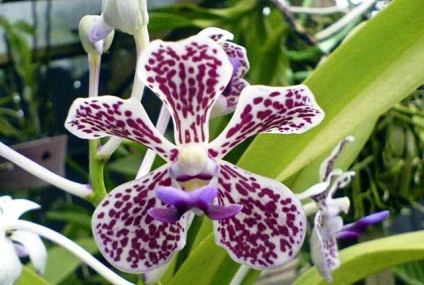 Orhidee Vanda Creștere și îngrijire
