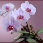 Orhidee Vanda Creștere și îngrijire