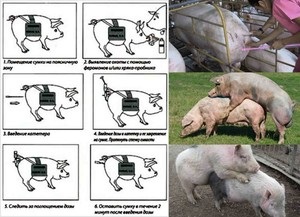 Caracteristicile de sacrificare a porcilor semne de vânătoare, selecția de candidați, tehnologie de împerechere