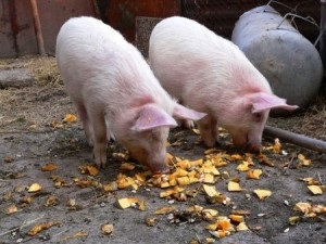 Îngrășarea vânatului și a altor rase de porci pentru carne